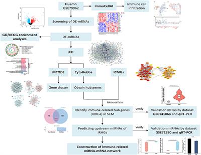 Identification of immune-related hub genes and miRNA-mRNA pairs involved in immune infiltration in human septic cardiomyopathy by bioinformatics analysis